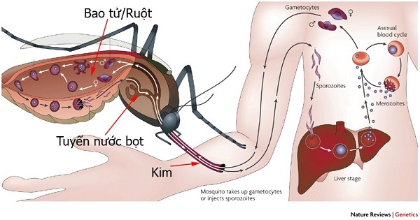 Sự khác nhau giữa sốt xuất huyết Ebola và sốt xuất huyết dengue